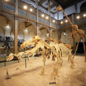 Muestra “Vertebrados, Anatomía–Evolución–Extinción” en el Museo Nacional de Historia Natural, Santiago