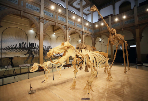 Muestra “Vertebrados, Anatomía–Evolución–Extinción” en el Museo Nacional de Historia Natural, Santiago
