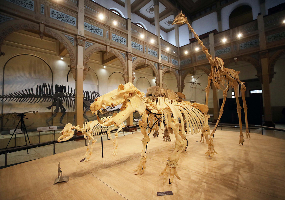 Muestra “Vertebrados, Anatomía–Evolución–Extinción” en el Museo Nacional de Historia Natural, Santiago